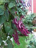 lablab-bean, bonavist bean/pea, dolichos bean, seim bean, lablab bean, Egyptian kidney bean, Indian 